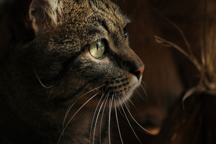 A cat staring to the side from a dimly lit room